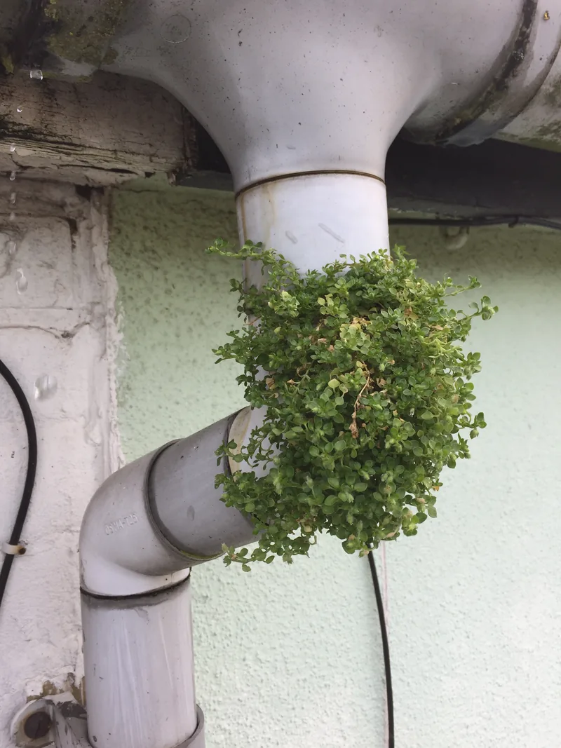 Dense plant growth emerging at a white downpipe bend below an outlet