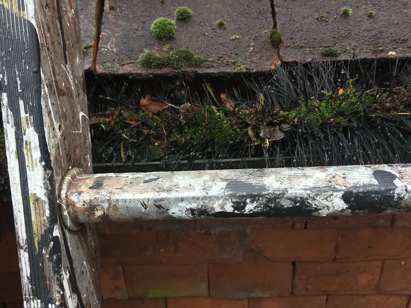 Moss and leaves caught in the bristles of a gutter brush