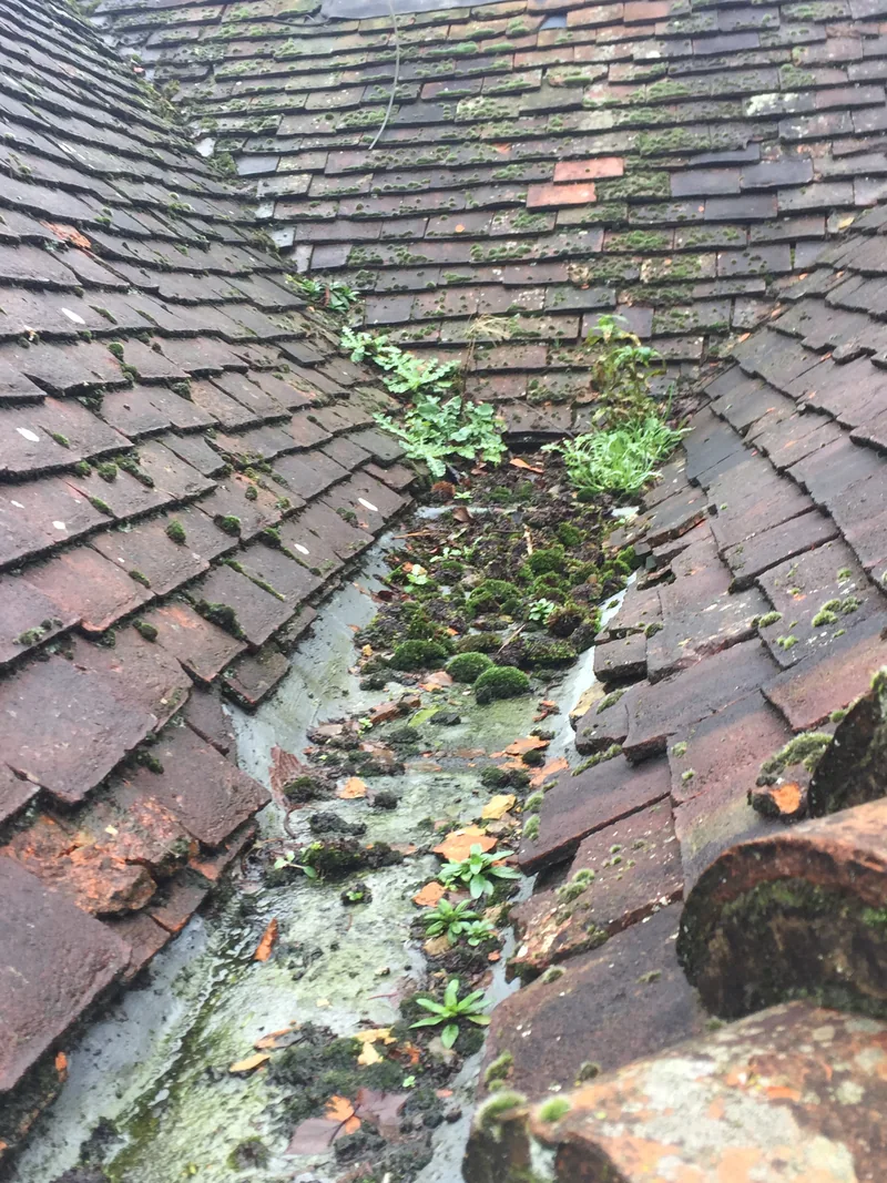 Moss, leaves and plants collecting in a channel between tiled roof slopes
